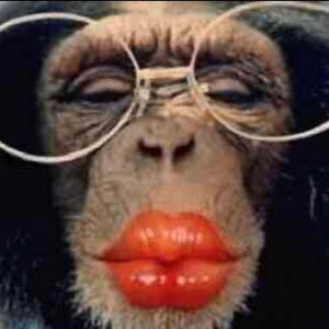 Meet your Posher, Cat